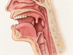 Anatomical cutaway of the human throat showing the teardrop-shaped uvula hanging from the soft palate between the tonsils, with the epiglottis and pharynx nearby, illustrating the uvula's location and role in swallowing and speech.