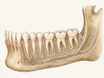 Human Teeth Names: The Four Main Types and Their Jobs